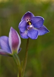 Thelymitra juncifolia Rush-leaf Sun-orchid(a)